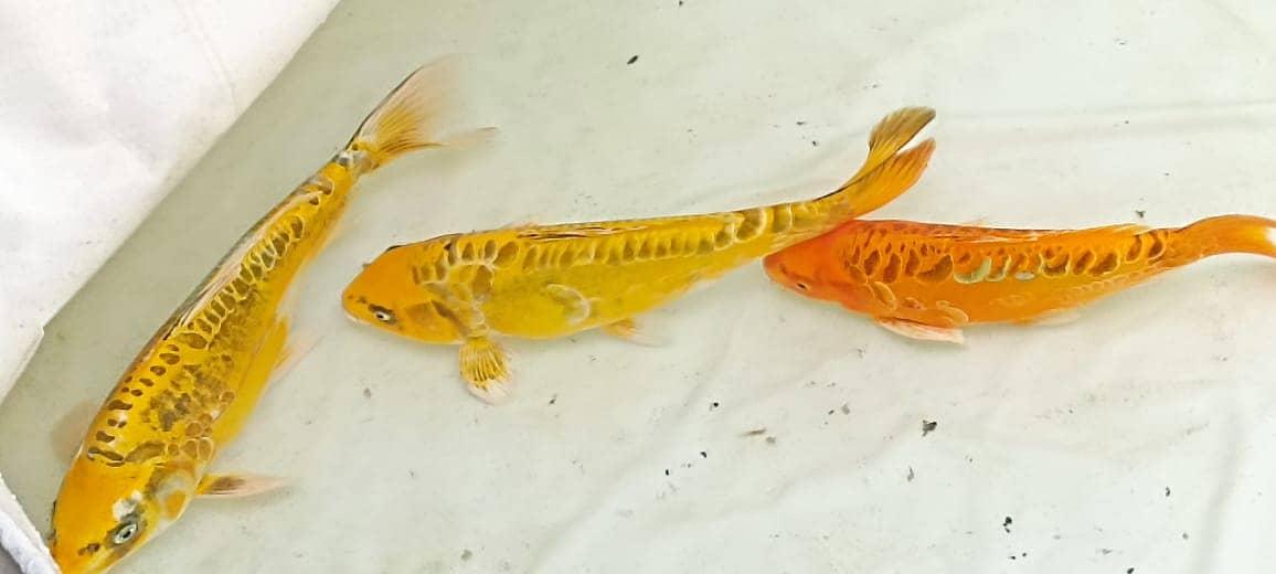 Japanese koi fish for sale 3