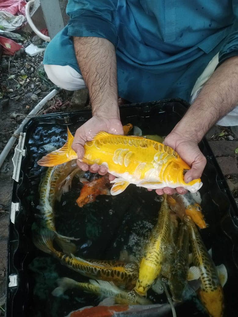 Japanese koi fish for sale 4