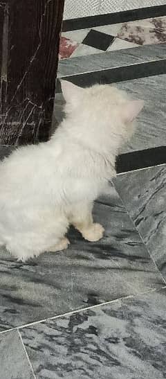 Persian cat