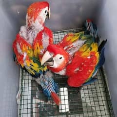 red macaw parrot cheeks for sale 0337=860=31=89