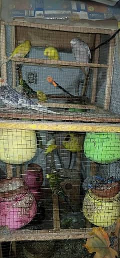 budgies