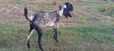 rajnpuri bakri for sale