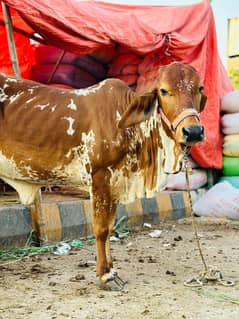 bachri COW