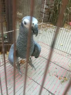 My watsap 03040130748 african grey parrot for sale 0