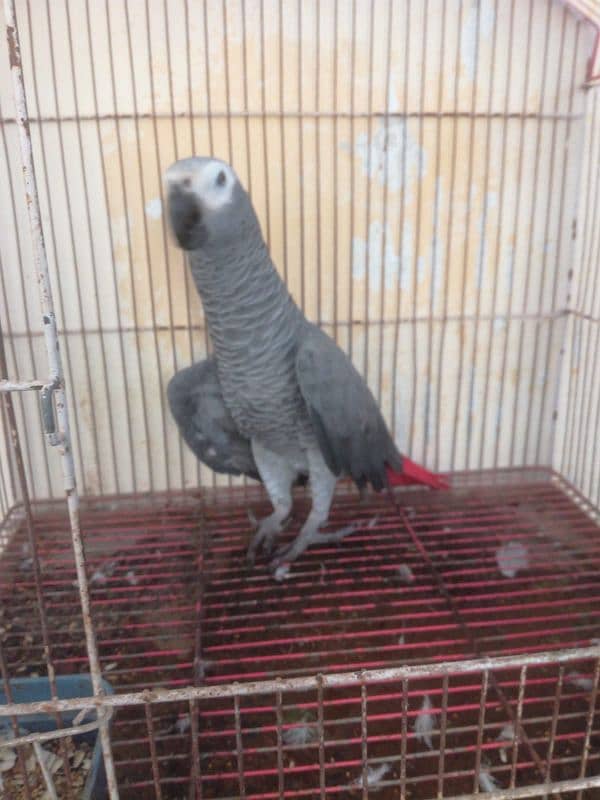 My watsap 03040130748 african grey parrot for sale 1