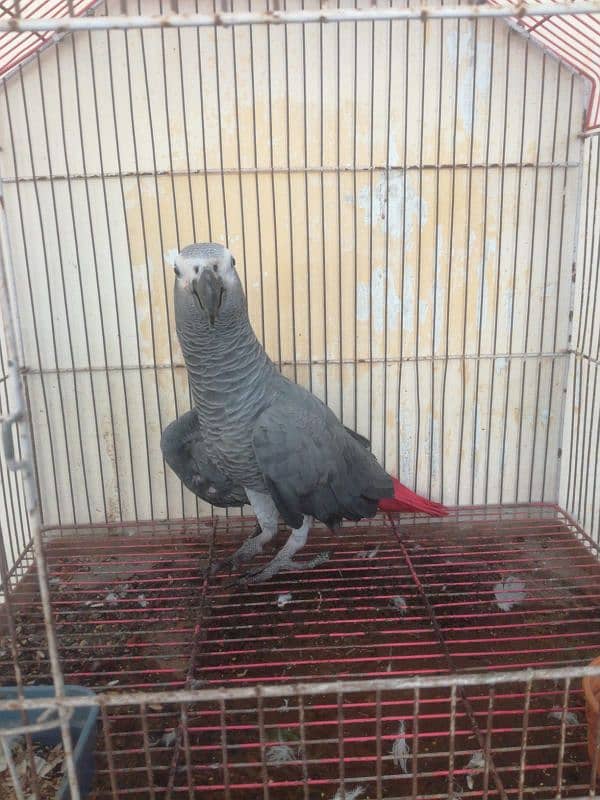 My watsap 03040130748 african grey parrot for sale 3