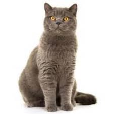 British shorthair and scotish fold