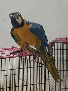 MACAW Blue n Gold