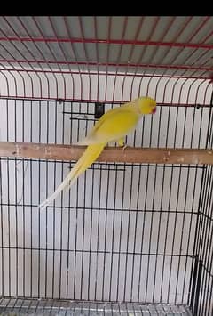 yellow Ringneck