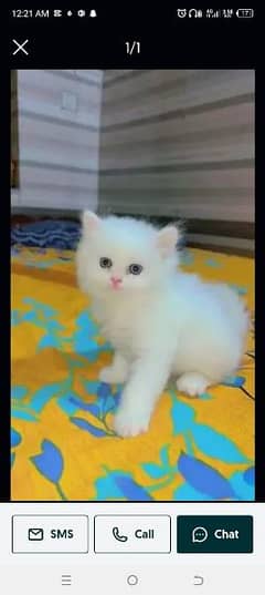 Persian Cat for sale my WhatsApp number 03276330466