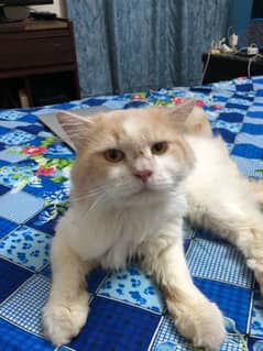 Male Persian Cat for Sale