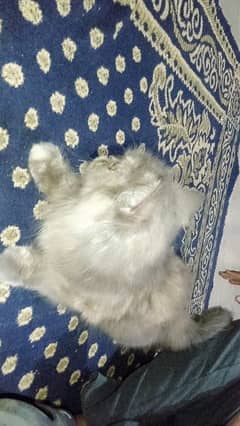 Persian cat 0