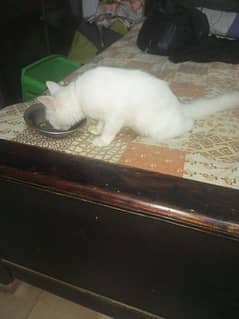 female kitten on paid adoption /sale ( Free home delivery).