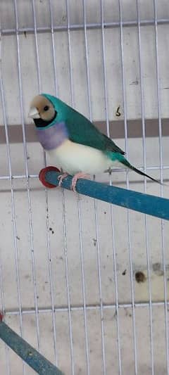 Gouldian