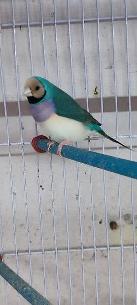 Gouldian Finches available 0