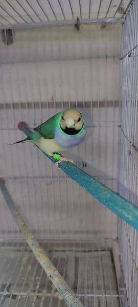 Gouldian Finches available 1