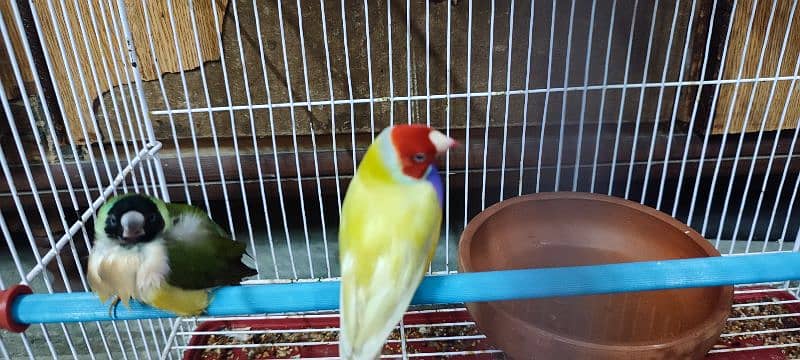 Gouldian Finches available 2