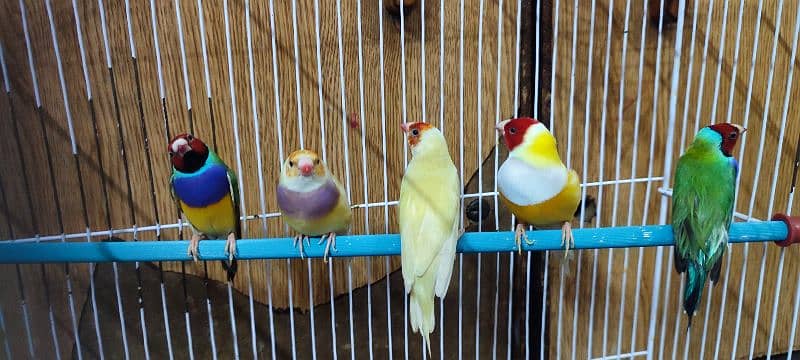 Gouldian Finches available 3