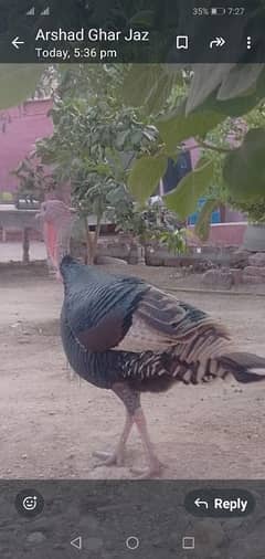 Turkey Male