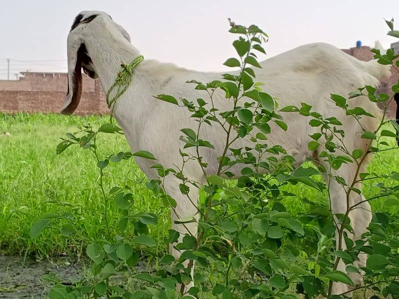 Bakra kheera 0