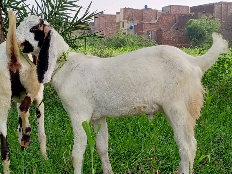 Bakra kheera 1