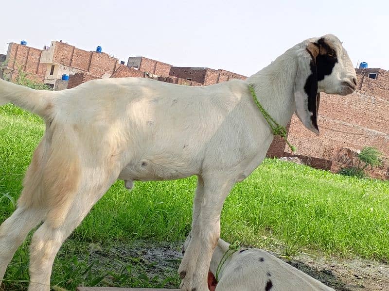 Bakra kheera 3