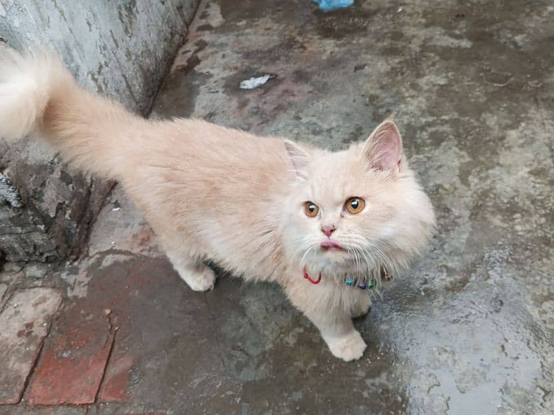 male cat for sale 2