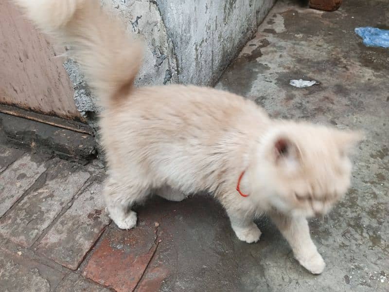 male cat for sale 3