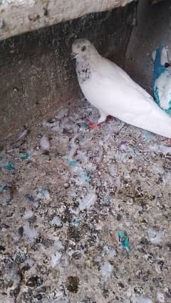 pigeon forsale