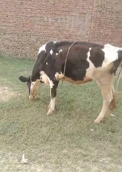 cow for urgent sale