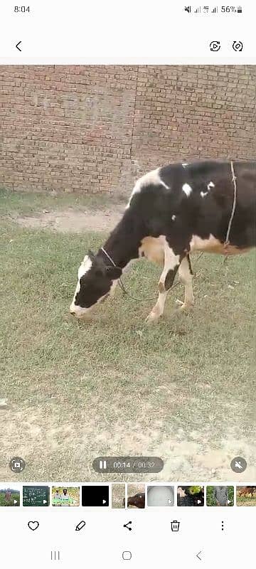 cow for urgent sale 2