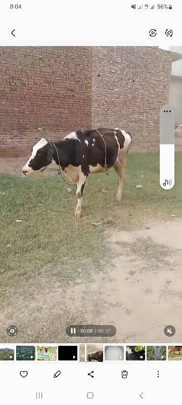 cow for urgent sale 3