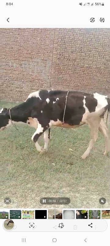 cow for urgent sale 4