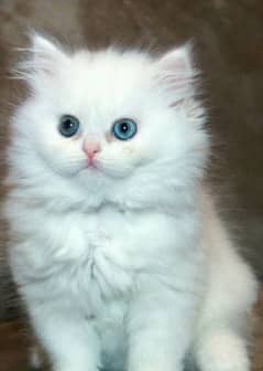 Persian cat