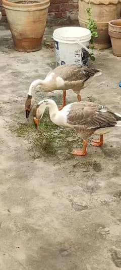 long nec ducks 2 females