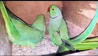 parrot for sell