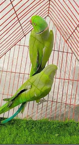 parrot for sell 1