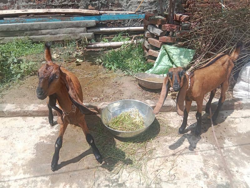 nagara goat female male 1