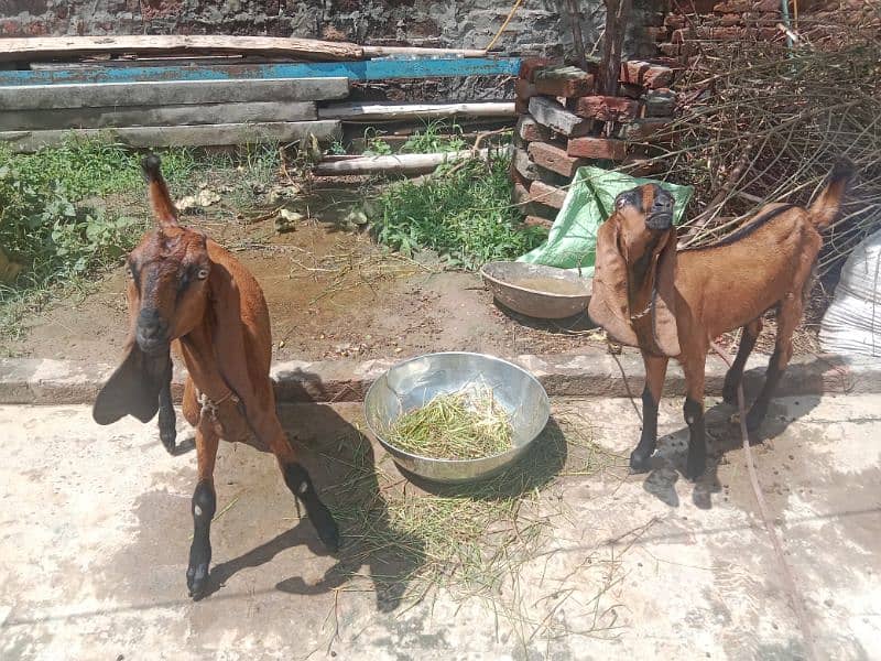 nagara goat female male 2