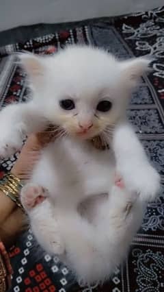 Persian cat