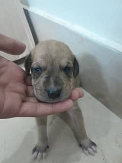 Labrador puppy