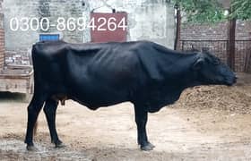 COW (Jersy Black)