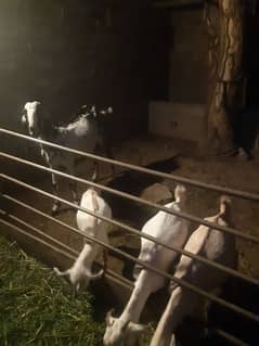 4 goats for sale