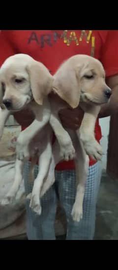 Labrador female papy for sale 03204048942