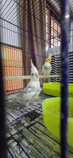 Cockatiel Bird Breeding Pair