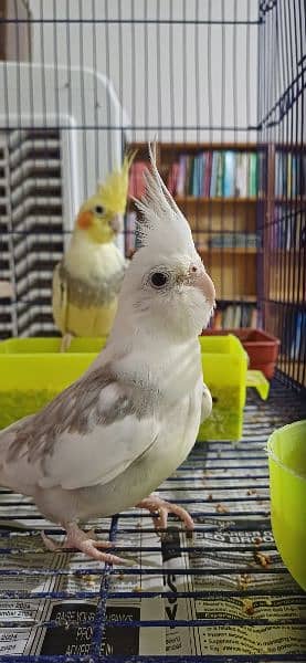 Cockatiel Bird Breeding Pair 1