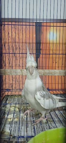 Cockatiel Bird Breeding Pair 3