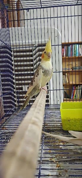 Cockatiel Bird Breeding Pair 4