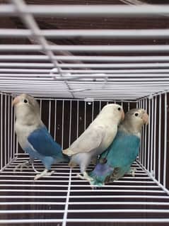 Blue2 Fisher | Blue2 Pastel | Lovebird