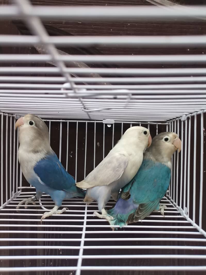 Blue2 Fisher | Blue2 Pastel | Lovebird 0